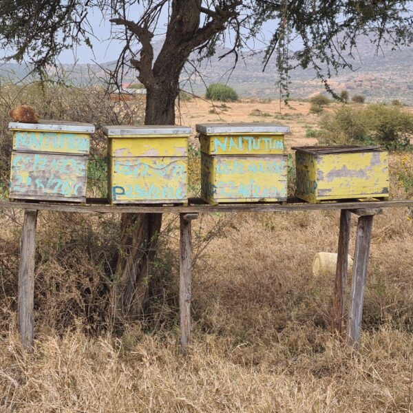 Maasai Honey