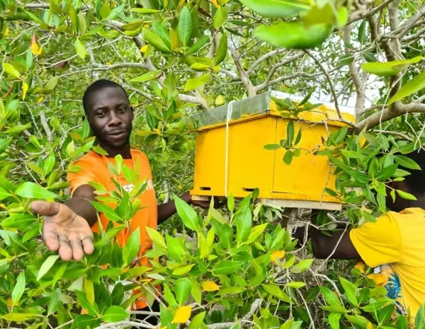 Mangrove Honey