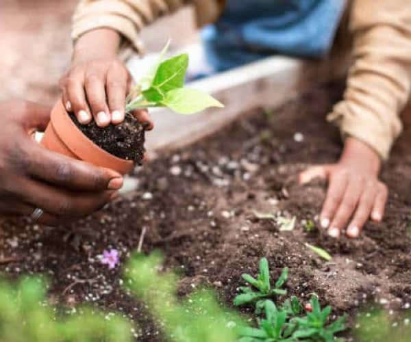 Close up view of African-American father and daughter planting potted plant at plant nursery